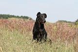 BEAUCERON 215